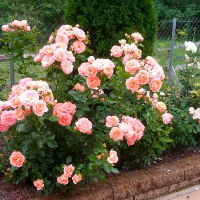 Mantenimiento de jardines en Burgos