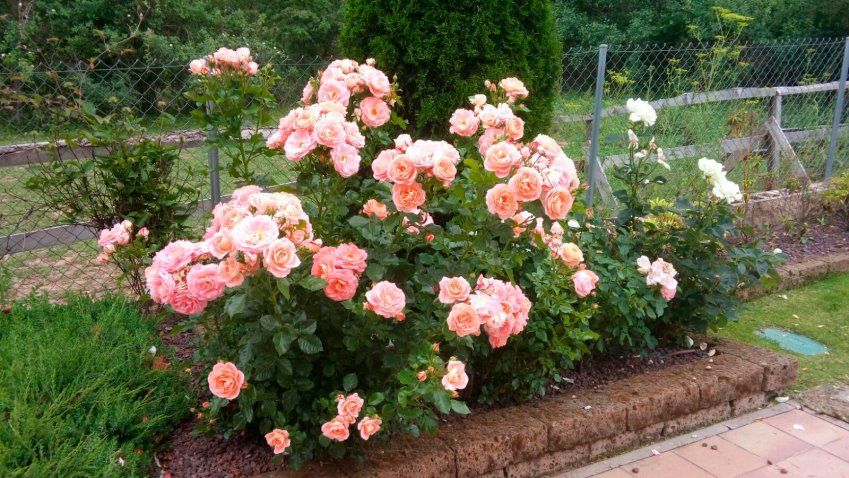 Mantenimiento de jardines en Burgos